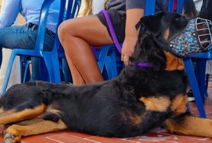 Clínica veterinaria de la Von Humboldt, ha atendido a más de 1.100 animales gratuitamente en el Quindío