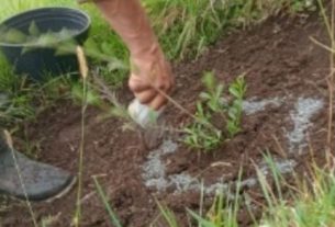 Empresas Públicas de Armenia, lidera proyecto de restauración forestal en la cuenca alta del río Quindío