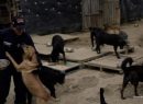 Fiscalía imputó cargo a propietaria de albergue que tenía más de 300 perros en precarias condiciones de cuidado y de salud