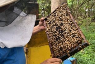 Mesa Apícola Departamental definió acciones para fortalecer la conservación de las abejas en el Quindío