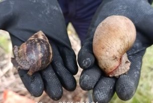 Operarios de la CRQ, han recolectado 1,4 toneladas de caracol gigante africano durante 2026