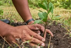 CRQ culmina restauración ambiental de las microcuencas de Armenia con la siembra de 76.400 árboles nativos