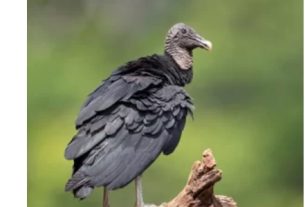 CRQ destaca el papel del gallinazo en la salud ambiental y alerta por los riesgos que enfrenta la especie