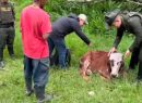 Capturan en Circasia a hombre señalado de maltrato animal contra un ternero