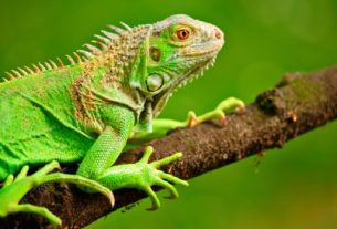 Defensoría del Pueblo reporta afectación de más de 164.000 animales por tráfico de fauna en Colombia