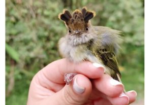 Universidad del Quindío investigará el papel de aves y murciélagos en la recuperación ambiental de Armenia
