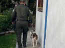 Condena en Quimbaya por maltrato a un perro y otros dos procesos avanzan en Colombia