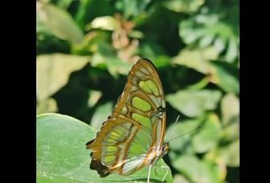 El Jardín Botánico del Quindío mantiene sus puertas abiertas para recibir a los visitantes